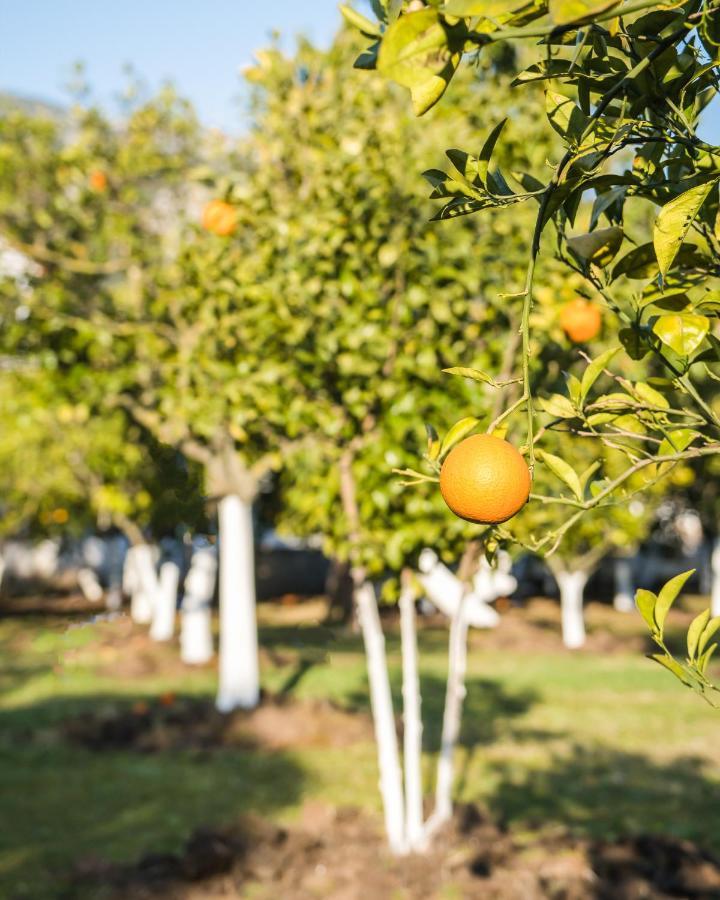 Oase Garden Hotel Çıralı المظهر الخارجي الصورة
